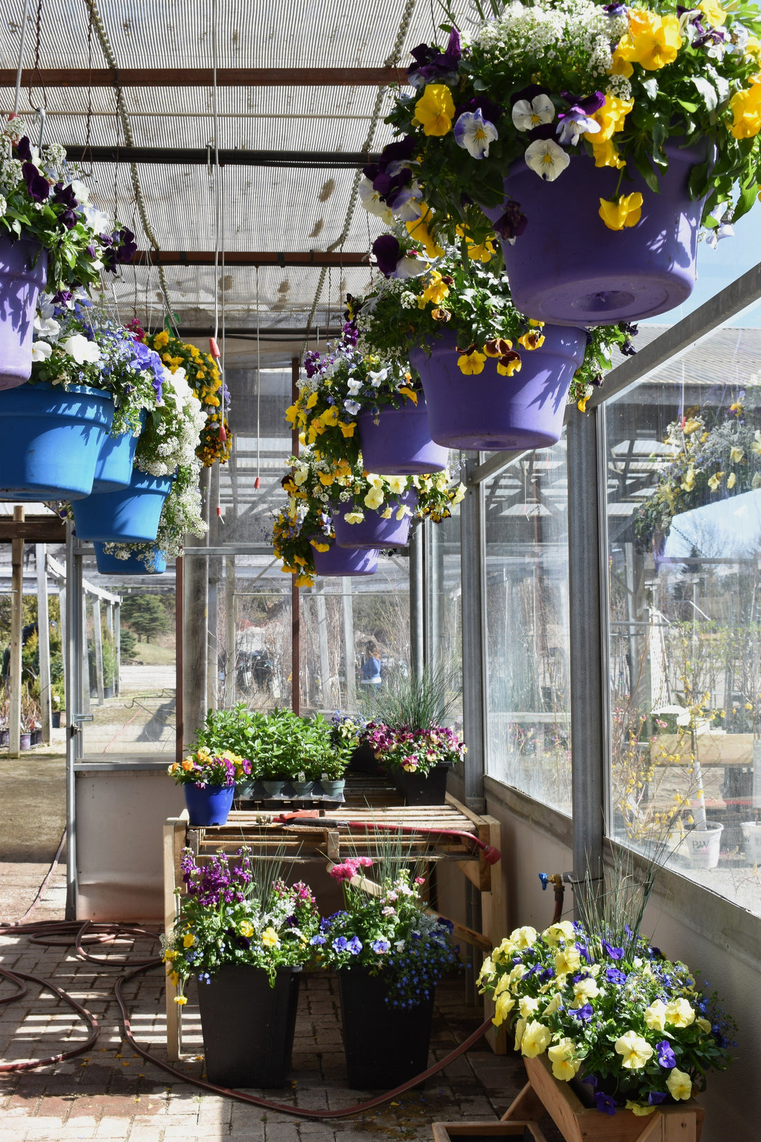 Annuals