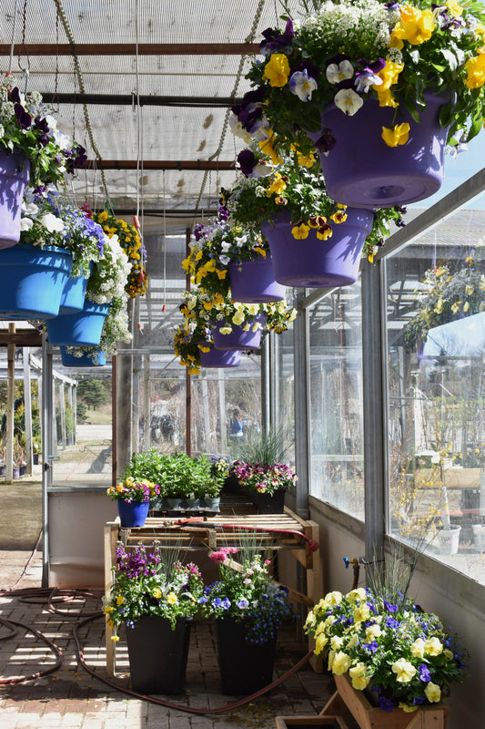 Annuals